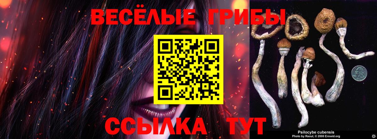 Галлюциногенные грибы Psilocybine cubensis Кандалакша